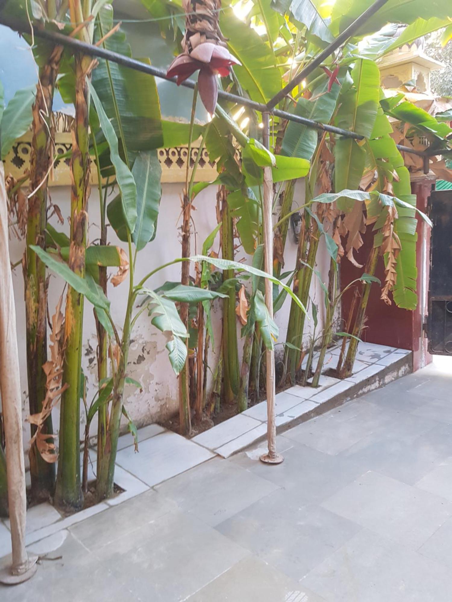 Sureli Haveli Apartment Jaipur Cameră foto